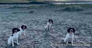 Warning as dogs fall ill after Par Beach visit - Cornwall Live