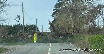 Storm Franklin bringing down more trees all around Cornwall - Cornwall Live