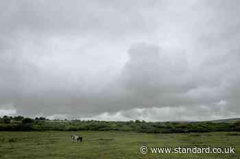 Dangerous dog on the loose in Cornwall - Evening Standard