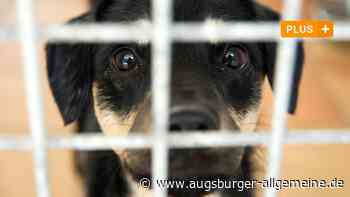 Prozess: 47-Jährige vermittelt illegal Hunde aus Rumänien in Deutschland - Augsburger Allgemeine