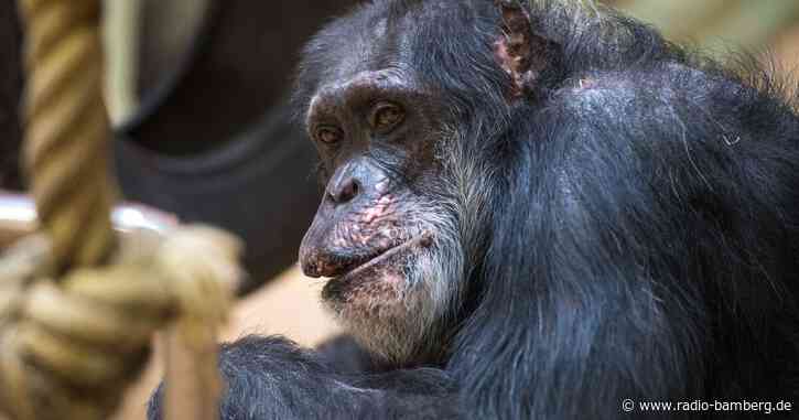Zoo Saarbrücken trauert um Schimpansen Jonny