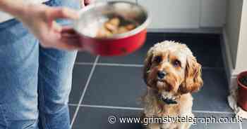 Dog food recalled due to salmonella risk - Grimsby Live