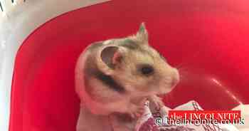 Happy ending for hamsters abandoned on A18 near Grimsby - The Lincolnite