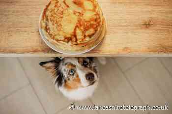 How to make a dog-friendly Ocado pancake – get the recipe