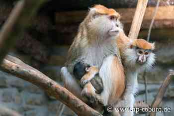 Thüringen - Erneut Husarenaffen-Nachwuchs im Tierpark Gotha - Neue Presse Coburg