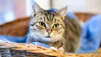 Handel - Wachstumsmarkt Haustier: Fressnapf und Co. boomen - Neue Presse Coburg