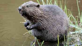Coburg: Polizisten retten Biber mit Mülltonne aus Parkhaus - BR24