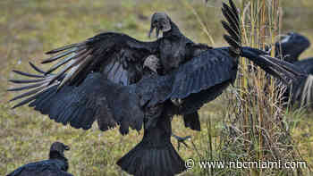 Avian Flu Detected in Some Florida Birds: Wildlife Officials