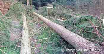 Sturm weht Bäume auf neuen Wanderweg bei Morbach-Gonzerath - Trierischer Volksfreund