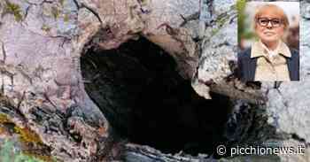 Matelica, Procaccini: "Necessario l'abbattimento di 53 alberi dei giardini pubblici" - Picchio News