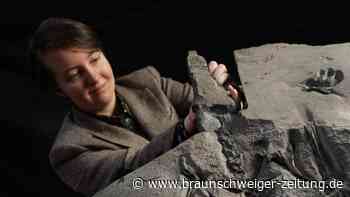 "Jahrhundertfund": Museum enthüllt Flugsaurier-Fossil