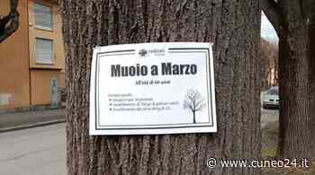 Tigli di Fossano, Radicali Cuneo: "L'amministrazione non deve adottare provvedimenti eccessivi" - Cuneo24