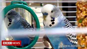 Storms Eunice: Transport police in Essex take care of budgie