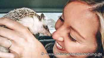 Igel als Instagram-Star: Tier sorgt für Miete von Frauchen