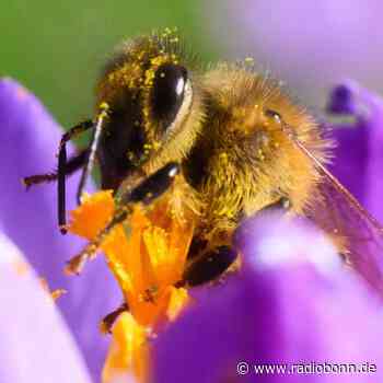 Bunter Wetter-Mix mit Wolken, Wind und Sonne - radiobonn.de