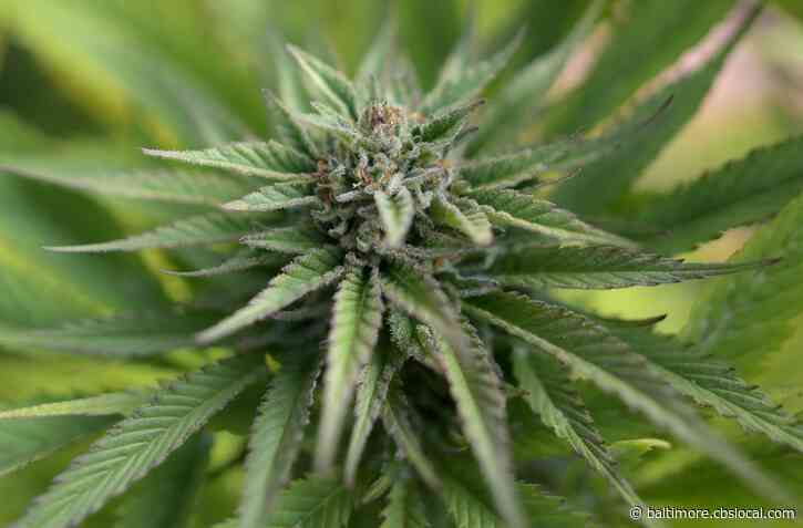 Recreational Marijuana Bill Advances In Maryland House