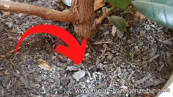 Blumenerde schimmelt? Bei weißem Belag im Topf schnell handeln