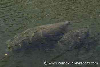 Officials: More than 80 starving manatees in rehab across US - Comox Valley Record