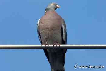 Anderlecht schakelt hulp bakkers in om duivenplaag tegen te gaan - BRUZZ
