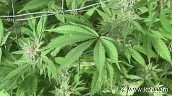NM Supreme Court rules medical cannabis purchases are not subject to tax - KOB