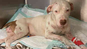 Investigation After Dog Discovered With Bite Marks, BB Gun Injuries in Miami-Dade