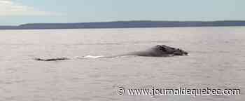 La vitesse des navires limitée pour protéger les baleines noires