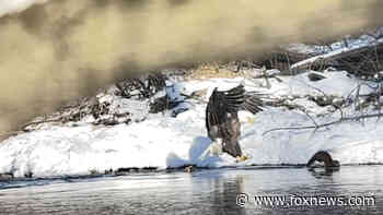 Eagle filmed protecting its fishing spot from smaller animal in Iowa
