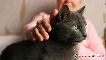 Pets help keep your brain sharp, study says