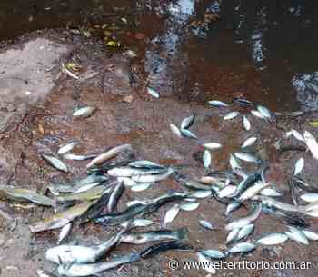 Montecarlo: peces muertos en el arroyo Caraguatay, vecinos denuncian contaminación | EL TERRITORIO noticias de Misiones. - EL TERRITORIO