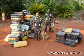 Gendarmería secuestró 1.962 kilos de marihuana en la zona de Caraguatay - Noticiasdel6.com