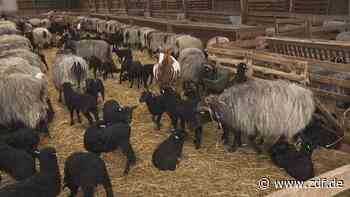 Lammzeit in der Heide - ZDFheute