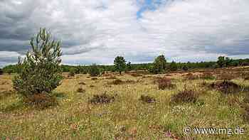Enwicklungsplan für Oranienbaumer Heide steht - Das passiert in den nächsten zehn Jahren - Mitteldeutsche Zeitung