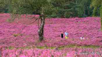 Wanderverband zeichnet neue Routen in der Lüneburger Heide aus - NDR.de