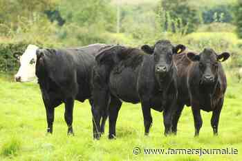 Changes to bonuses in Tesco Angus scheme - Irish Farmers Journal