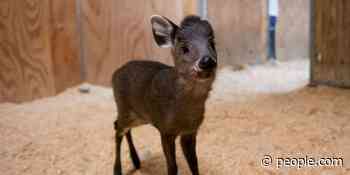 Columbus Zoo Welcomes a Tufted Deer Fawn Named Angus, Prepares Baby Animal for Public Debut - PEOPLE