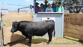 Quanden Springs Angus sale tops $19000 - Farm Weekly