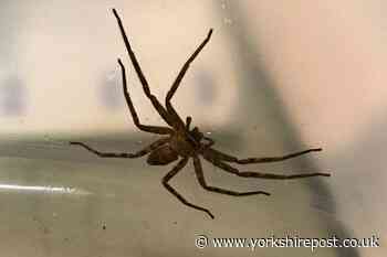 Huge venomous spider found in Hull after 5,000 mile journey - Yorkshire Post
