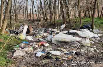Che scempio nei boschi del Vercellese! - Prima Vercelli
