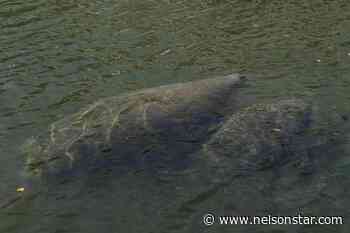Officials: More than 80 starving manatees in rehab across US - Nelson Star