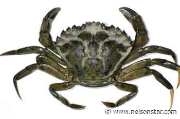 Extreme weather could help invasive green crab crawl along B.C. coast - Nelson Star