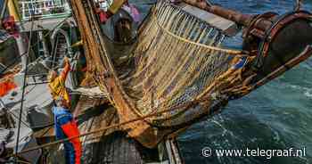 Noorwegen werpt vissen met boomkor overboord: Nederland slaat alarm in Brussel - Telegraaf.nl