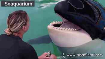 Health Condition of Miami Seaquarium's Killer Whale Lolita Prompts Concerns