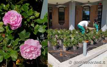 Jesolo si candida a Comune fiorito e intanto presenta la rosa “Jesolo Romantica” – Giornale Nord Est - Giornale Nord Est