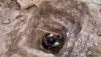 It's a key metal in your phone's battery. Here's the shocking truth behind how it's mined