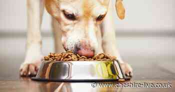 Dog food recalled due to salmonella risk - Cheshire Live