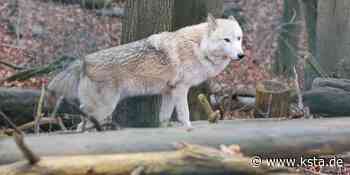 Kreis Euskirchen: Wolf hat Rotwild und Schafe gerissen - Kölner Stadt-Anzeiger