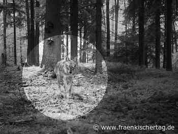 Wolfsichtung: Im nördlichen Landkreis Erlangen-Höchstadt ist ein Wolf aufgetaucht - Fränkischer Tag
