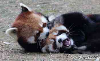 Cincinnati Zoo 'Twosday': $2 admission for 2-22-22 - WXIX