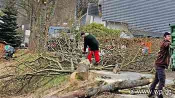 Netphen: Die Ahornallee in Grissenbach ist gefällt - WP News