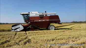 Guerra del grano, un arresto a Melfi - Quotidiano del Sud